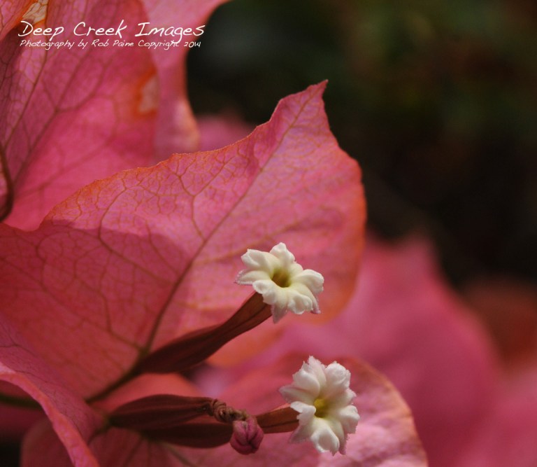 rob paine tiny white blooms