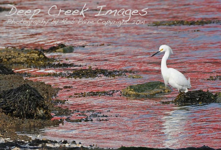 egret on red
