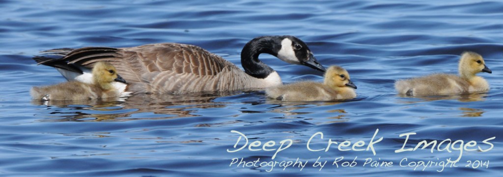 geese on the move two