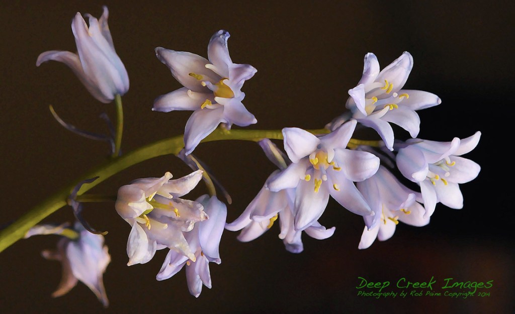 rob paine blue bells