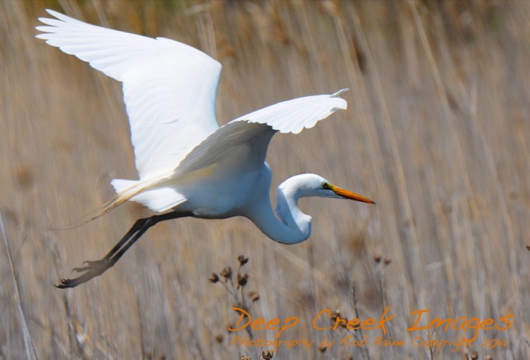 ROB PAINE FLYING EGRE