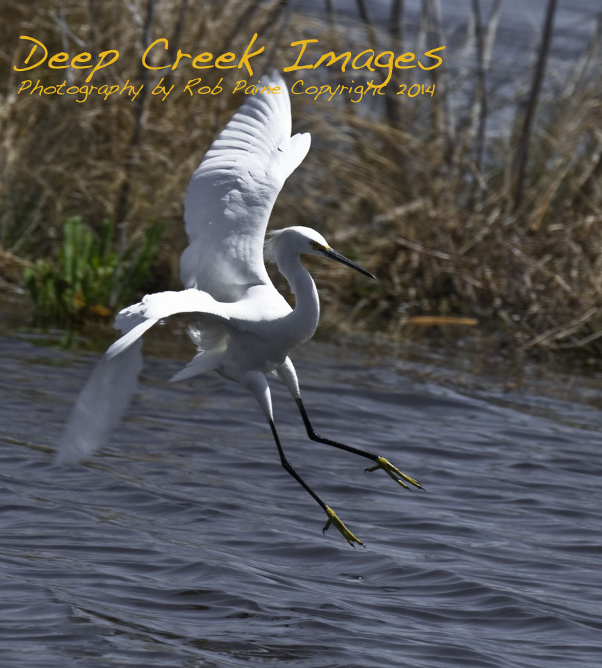 rob paine puddle jumper