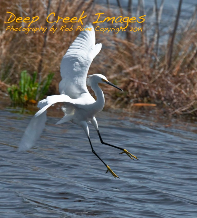 rob paine puddle jumper