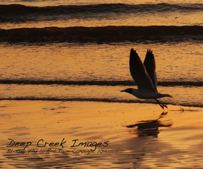 rob paine set for takeoff
