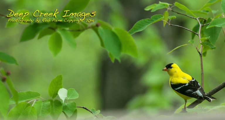 American Goldfinch Rob Paine