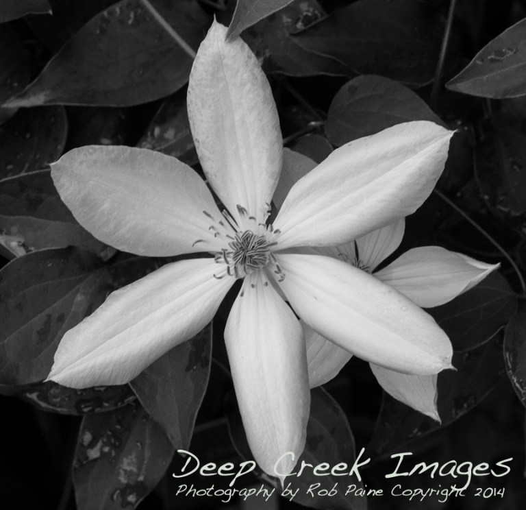 Henry Clematis at Green Spring Gardens copy