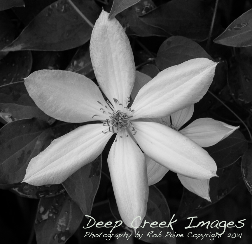 Henry Clematis at Green Spring Gardens copy