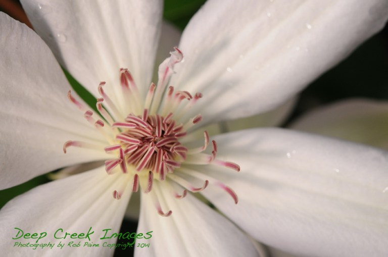 Henry Clematis at Green Spring Gardens3
