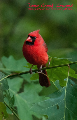 Northern Cardinal by Rob Paine