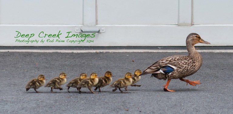 rob paine duck parade 17
