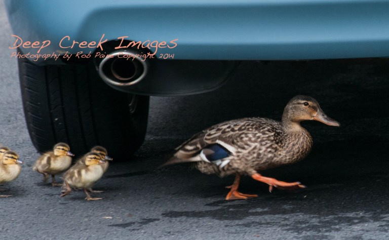 rob paine duck parade six