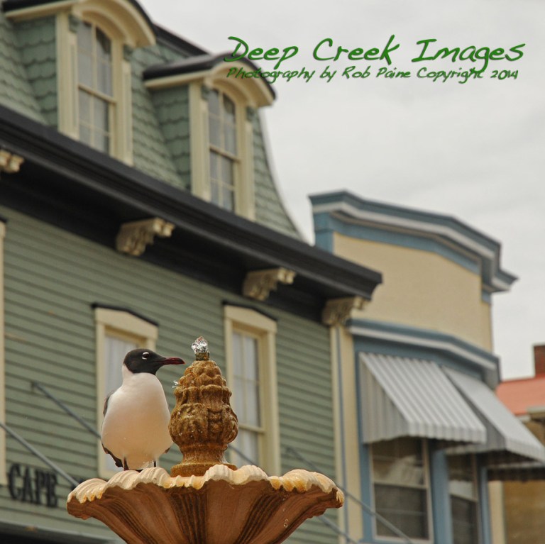 rob paine inbetween cape may