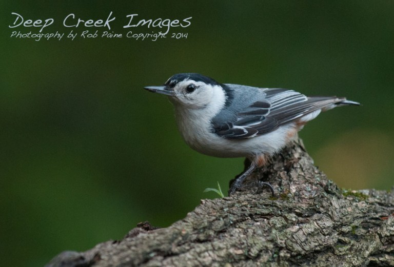 White-breasted Nuthatch by Rob Paine