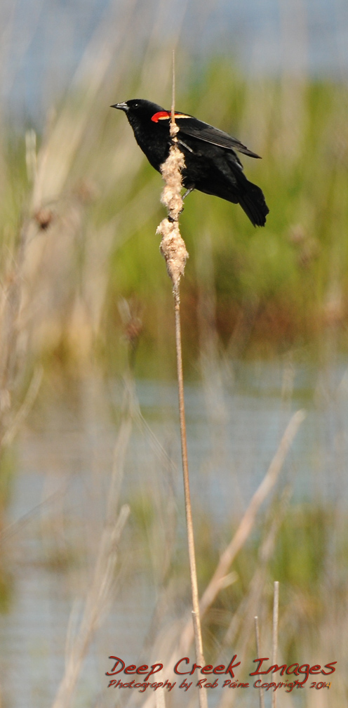 rob paine red-winged blackbird