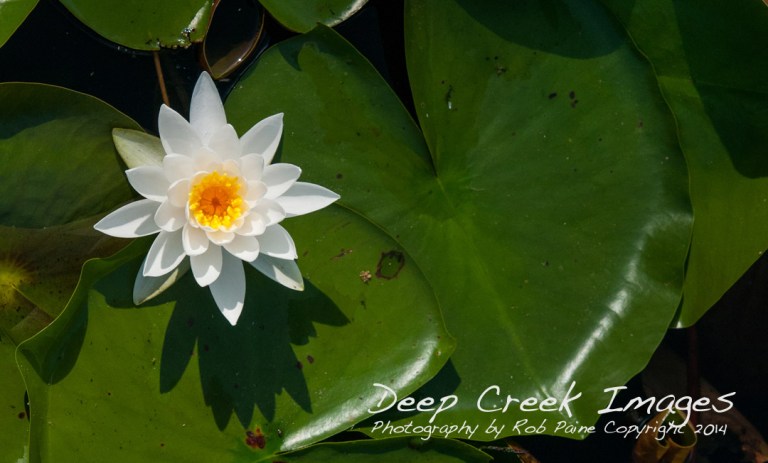 Photo by Rob Paine/Deep Creek Images/Copyright 2015