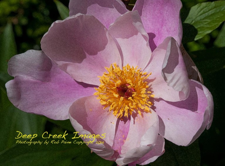 yellow and pink blossom rob paine