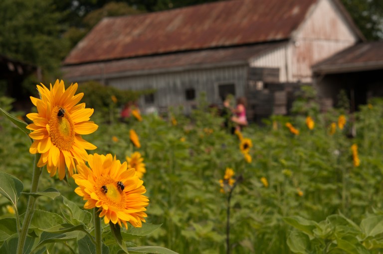 flowers and barnsNAT_7861