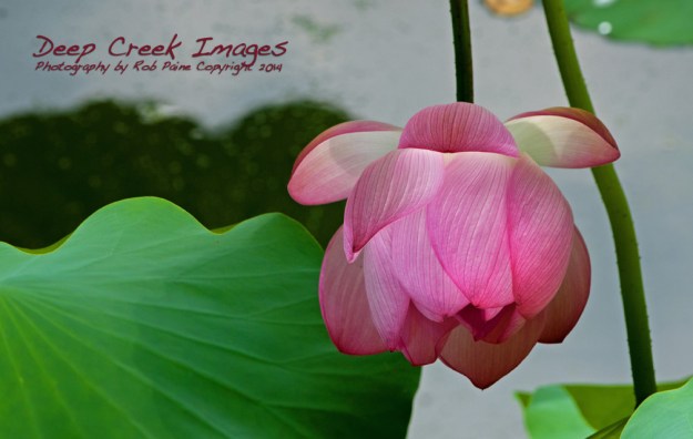 greenspring 10 rob paine