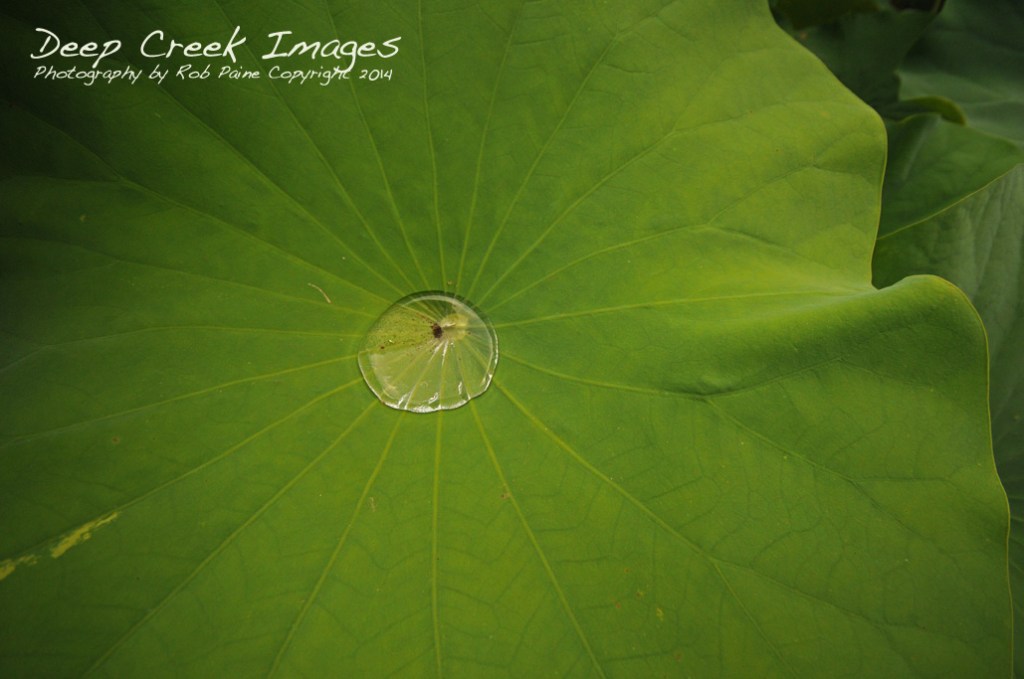 greenspring 4 rob paine