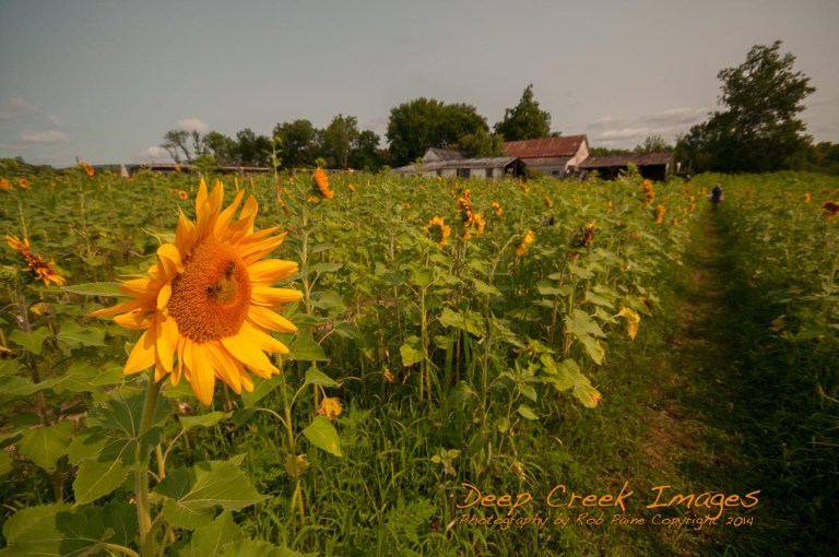 paine sunflowers