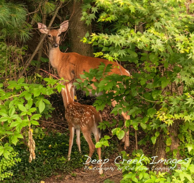 rob paine backyard deer one