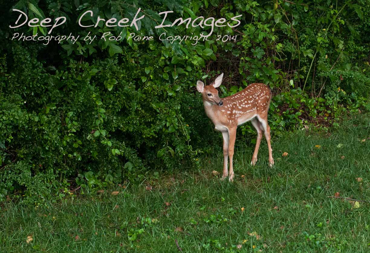 rob paine backyard deer two