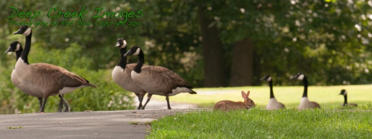rob paine bunny among geese meadowlark