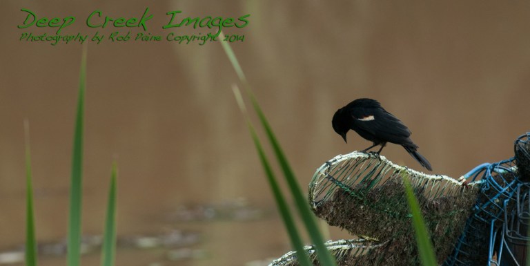 rob paine red wing black bird meadowlark