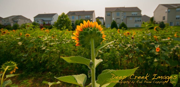 Rob Paine Sunflowers in Suburbia