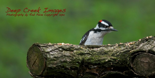rob paine woodpecker