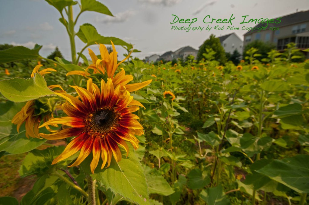 sunflowers in suburbia