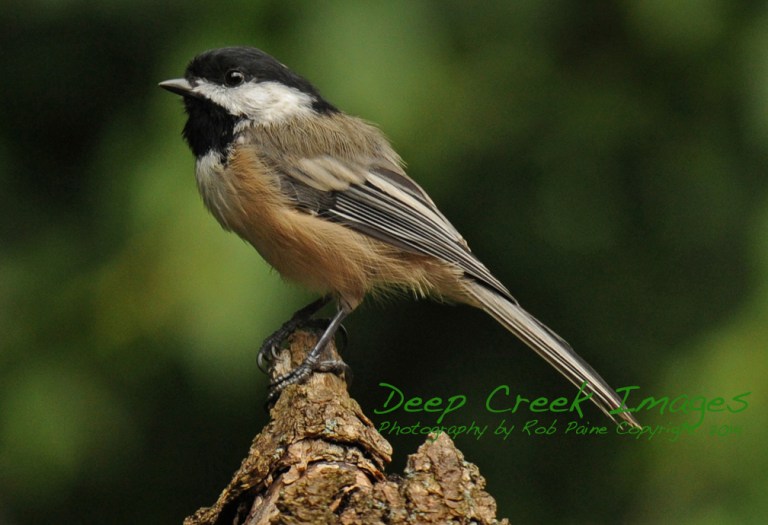 Black-capped chickadee Rob Paine 1