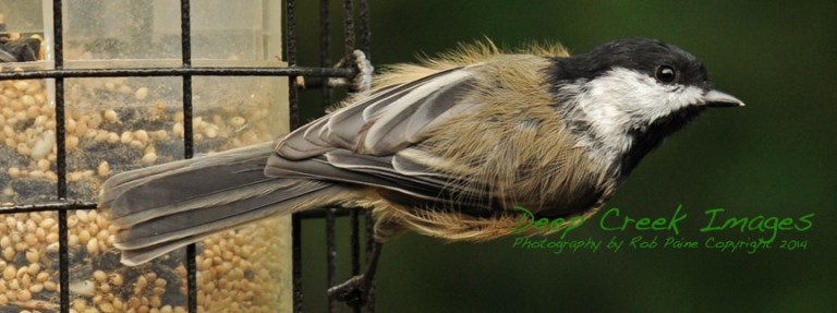 Black-capped chickadee rob paine