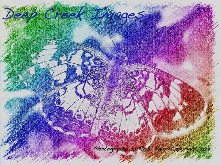 butterfly photo drawing