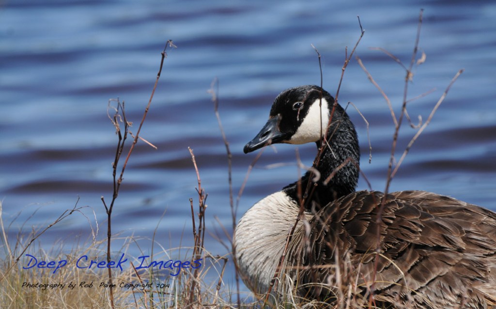 CANADA GOOSE CAPE MAY ROB PAINE