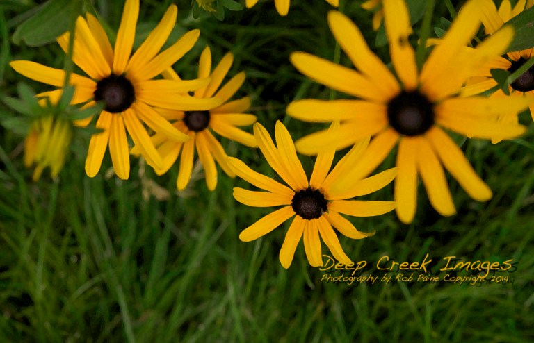 rob paine backyard flowers one