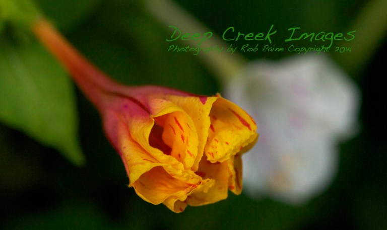 rob paine backyard flowers two