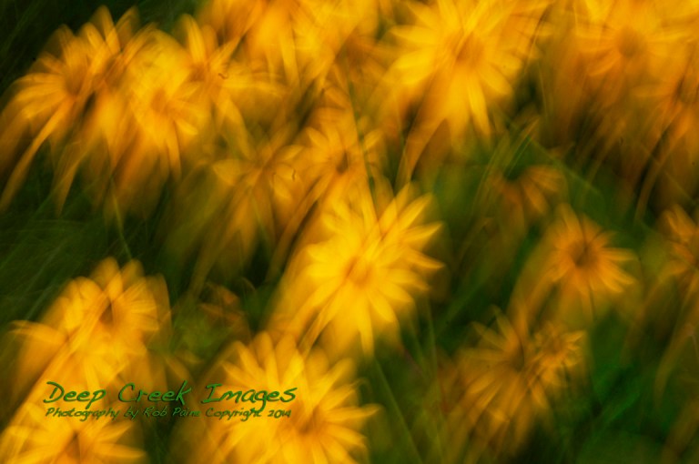 rob paine black eyed susans in motion