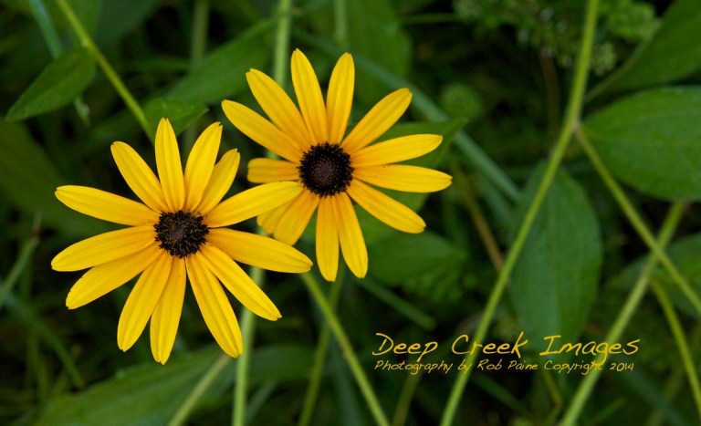 rob paine black eyed Susans