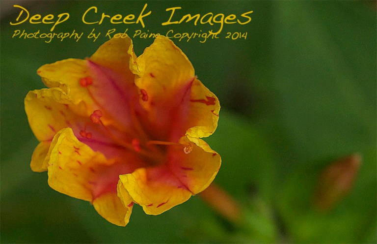 rob paine flowers four