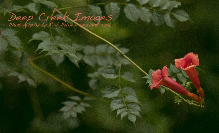 rob paine flowers three