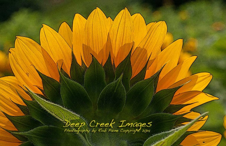 rob paine zig zag sunflowr