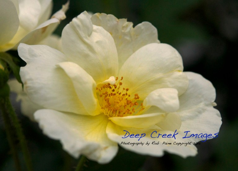 inside a yellow rose rob paine