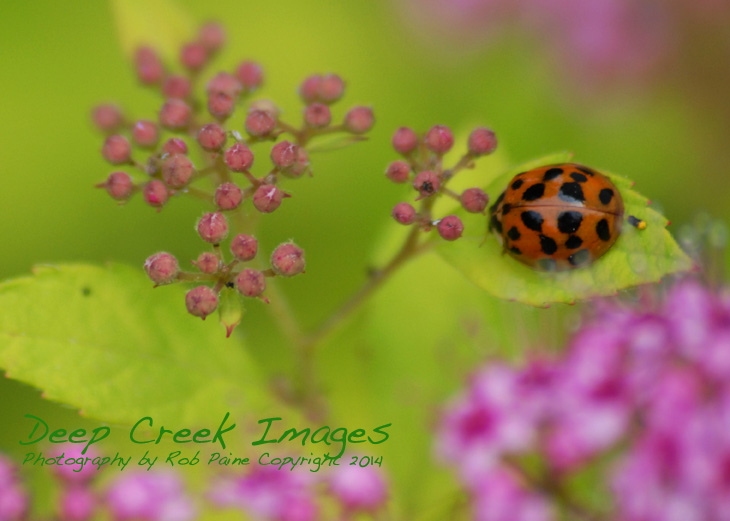 lady bug on pink