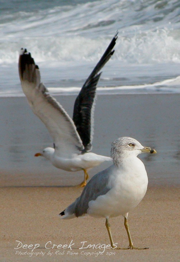 rob paine birds at the beach