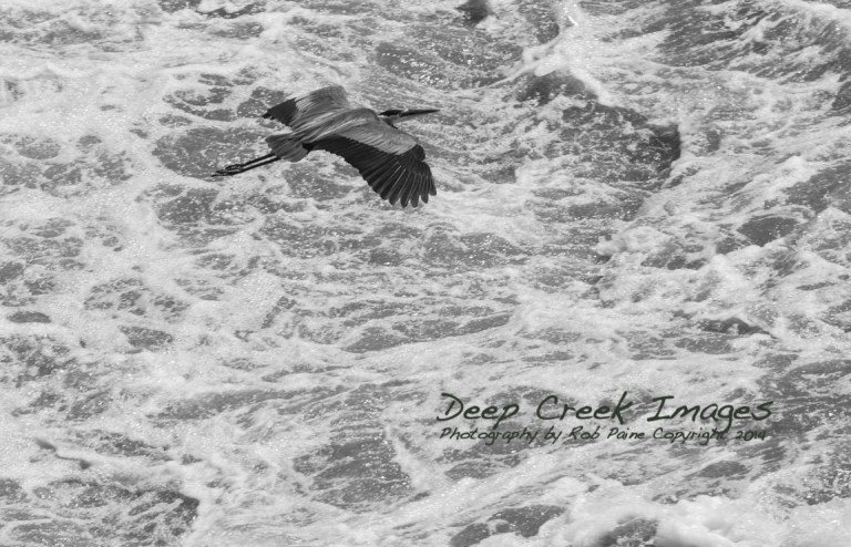 rob paine blue heron great falls