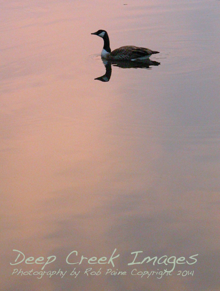 rob paine canadian goose at twilight