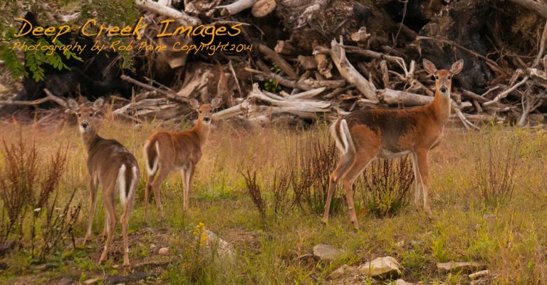 Photo by Rob Paine/DeepCreekImages.com (copyright 2014)