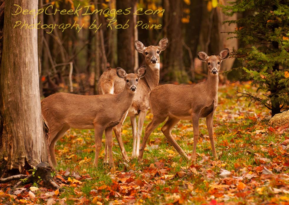 photo by Rob Paine/Copyright 2014