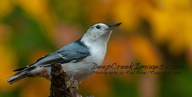 Photo by Rob Paine/ Copyright 2014